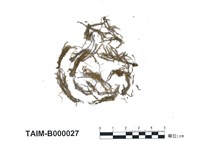 藏品(尖葉扭口苔)的圖片
